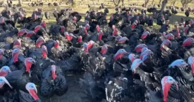 lekë